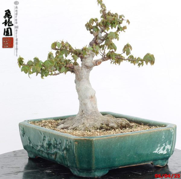 Acer buergerianum - immagine 4
