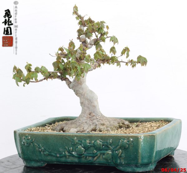 Acer buergerianum - immagine 5