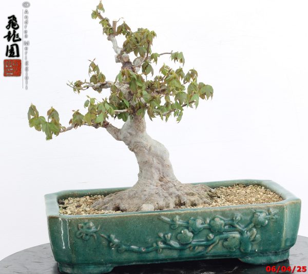 Acer buergerianum - immagine 6