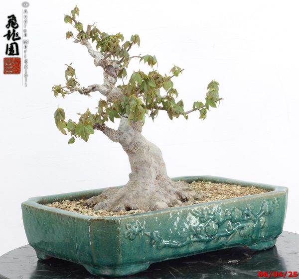 Acer buergerianum - immagine 7