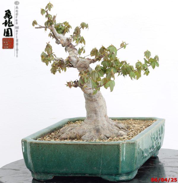Acer buergerianum - immagine 8