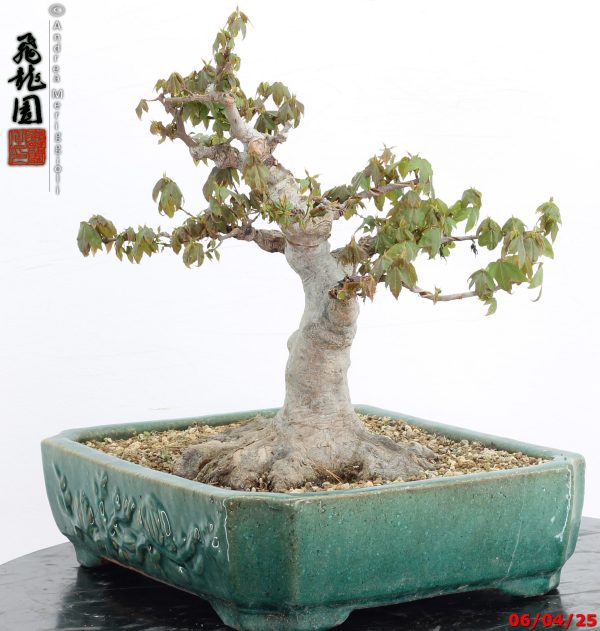 Acer buergerianum - immagine 9