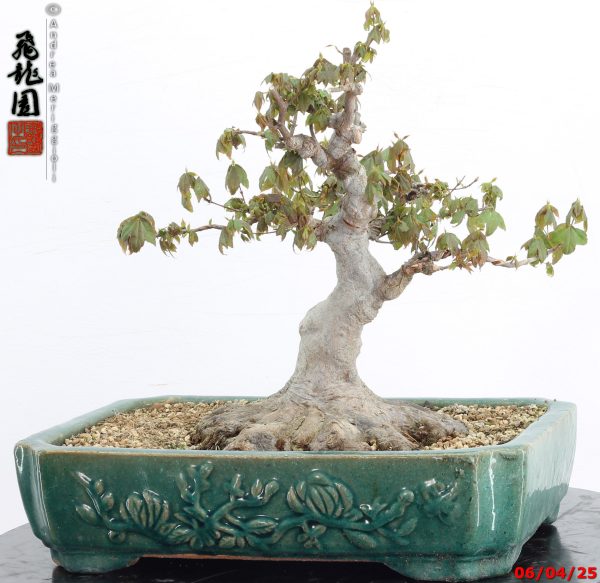 Acer buergerianum - immagine 10