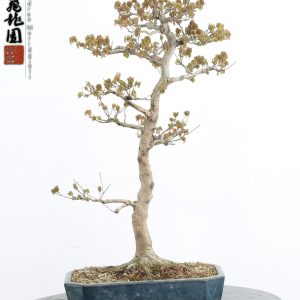 Acer buergerianum