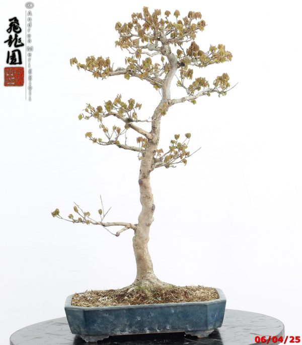 Acer buergerianum