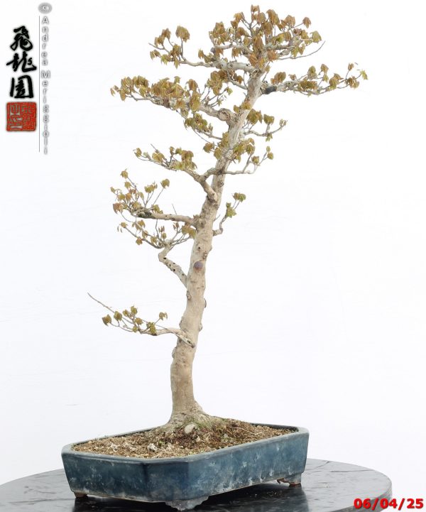 Acer buergerianum - immagine 2