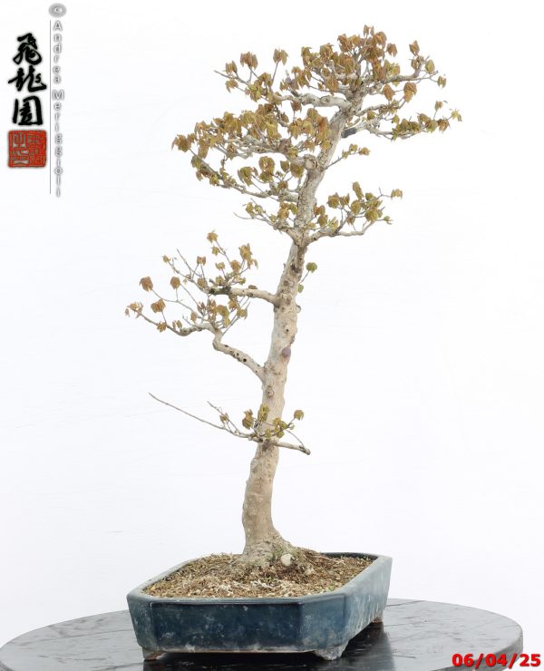 Acer buergerianum - immagine 3