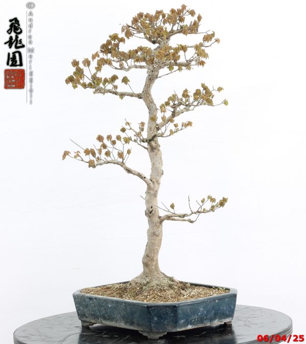 Acer buergerianum - immagine 4