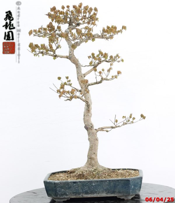Acer buergerianum - immagine 5