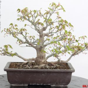 Acer palmatum