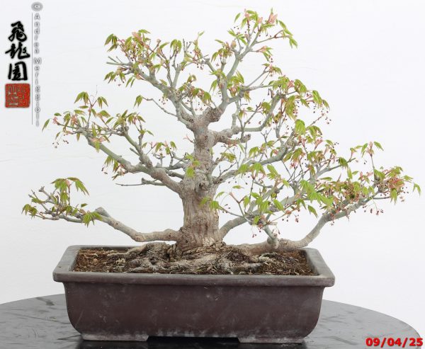 Acer palmatum