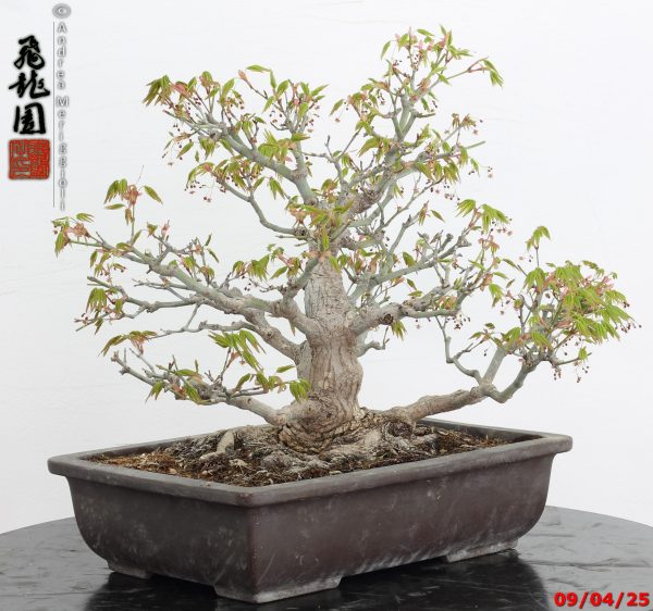 Acer palmatum - immagine 2