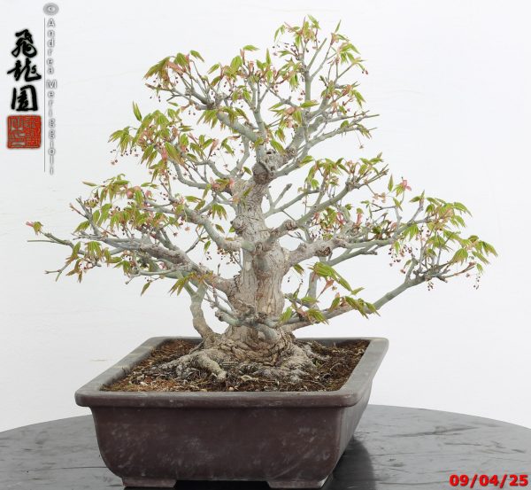 Acer palmatum - immagine 3