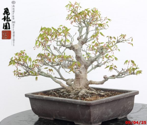 Acer palmatum - immagine 4