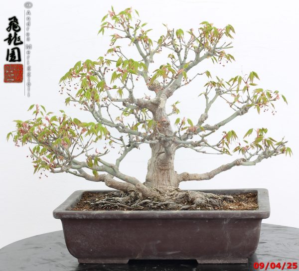 Acer palmatum - immagine 5