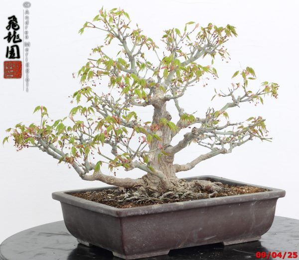 Acer palmatum - immagine 6