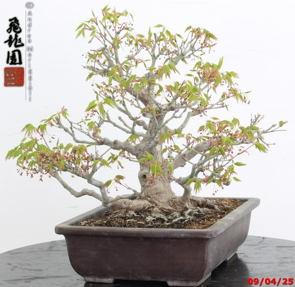 Acer palmatum - immagine 7