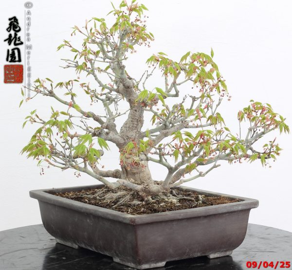 Acer palmatum - immagine 8