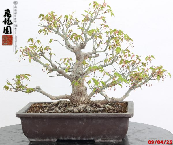 Acer palmatum - immagine 9