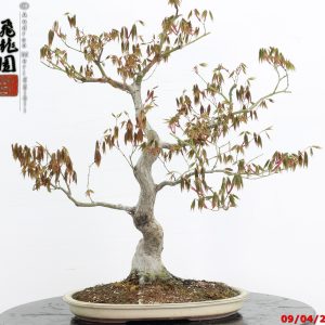 Acer palmatum