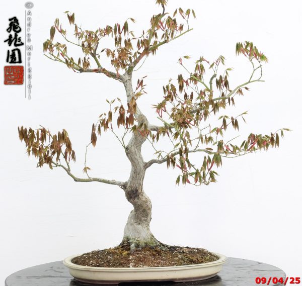 Acer palmatum