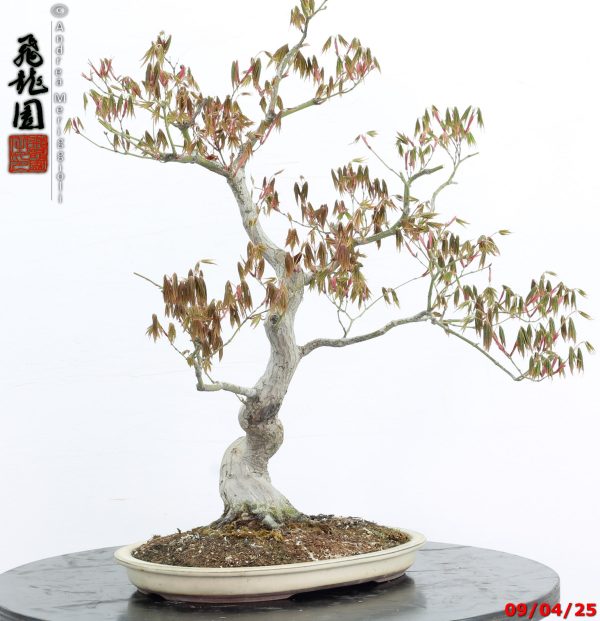 Acer palmatum - immagine 2