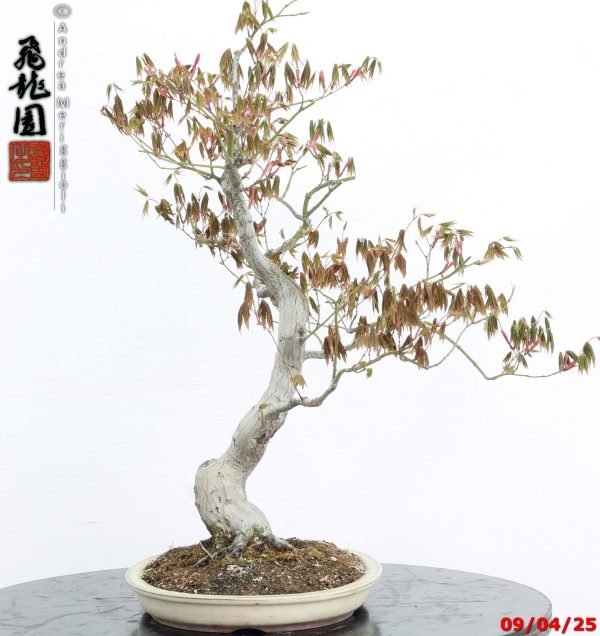 Acer palmatum - immagine 3