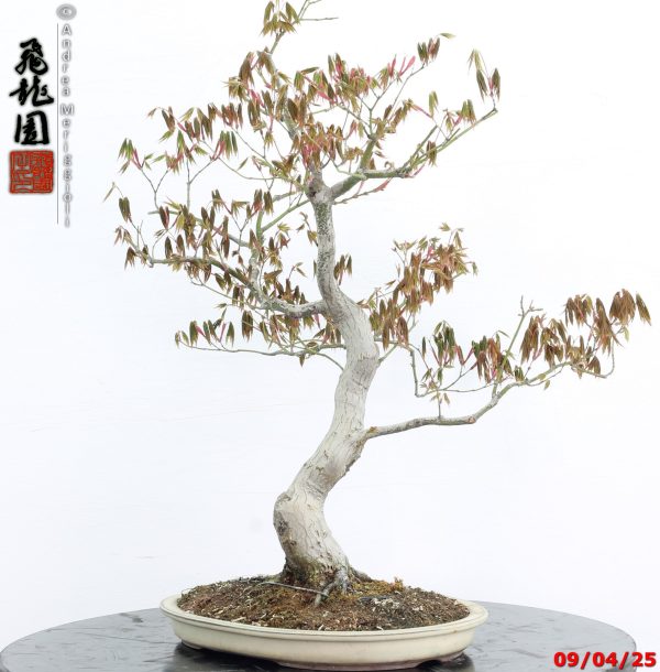 Acer palmatum - immagine 4