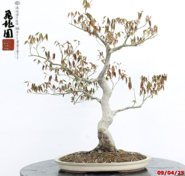Acer palmatum - immagine 5
