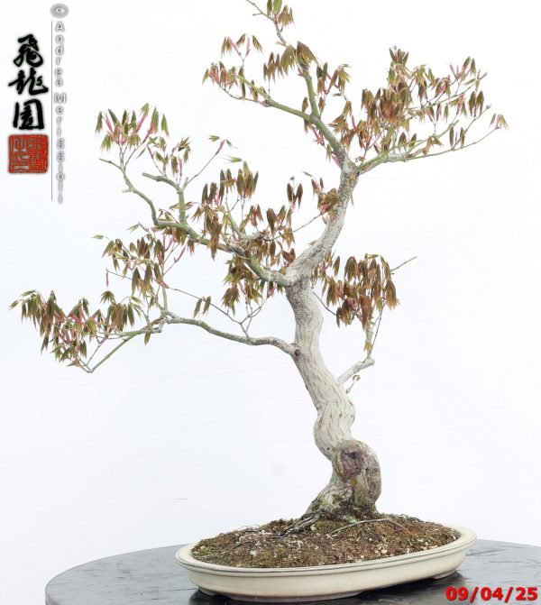 Acer palmatum - immagine 6