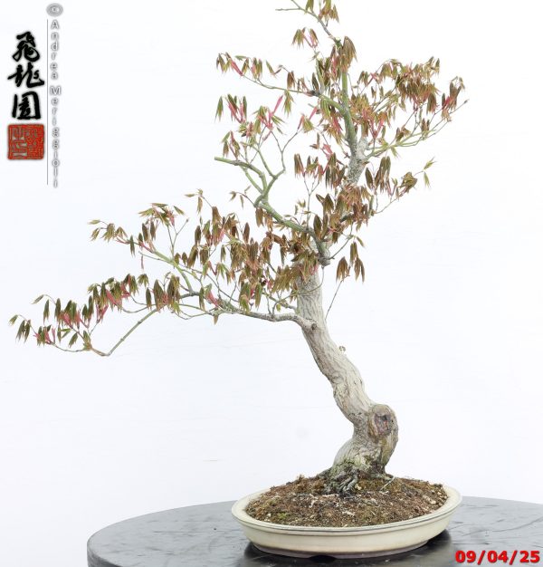 Acer palmatum - immagine 7