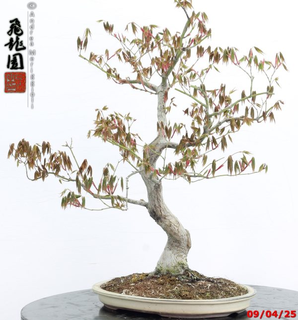 Acer palmatum - immagine 8