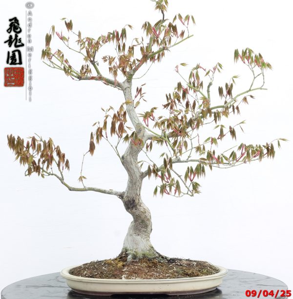 Acer palmatum - immagine 9