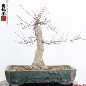 Acer palmatum deshojo