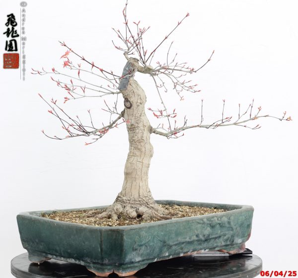Acer palmatum deshojo - immagine 2