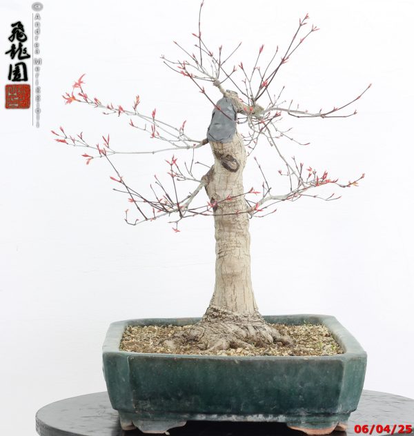 Acer palmatum deshojo - immagine 3