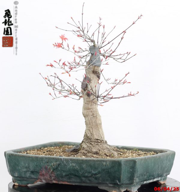 Acer palmatum deshojo - immagine 4