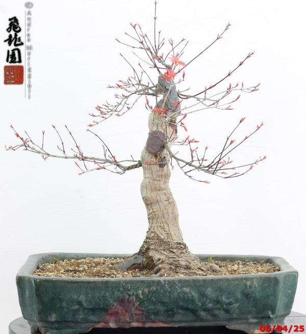 Acer palmatum deshojo - immagine 5