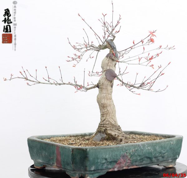 Acer palmatum deshojo - immagine 6