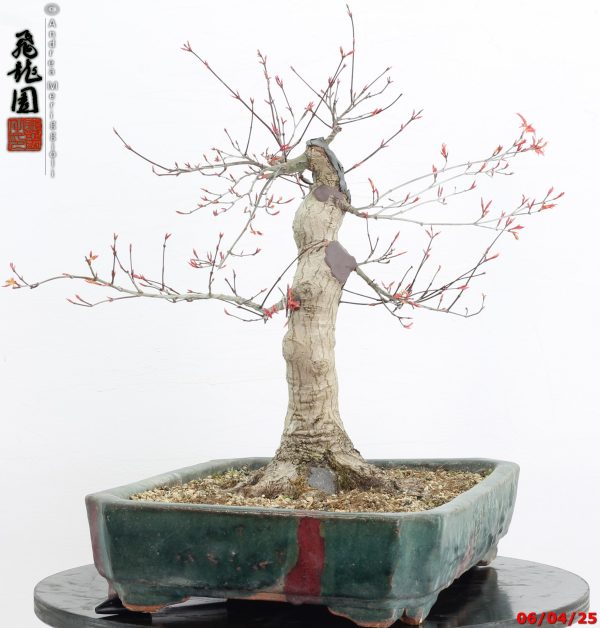 Acer palmatum deshojo - immagine 7