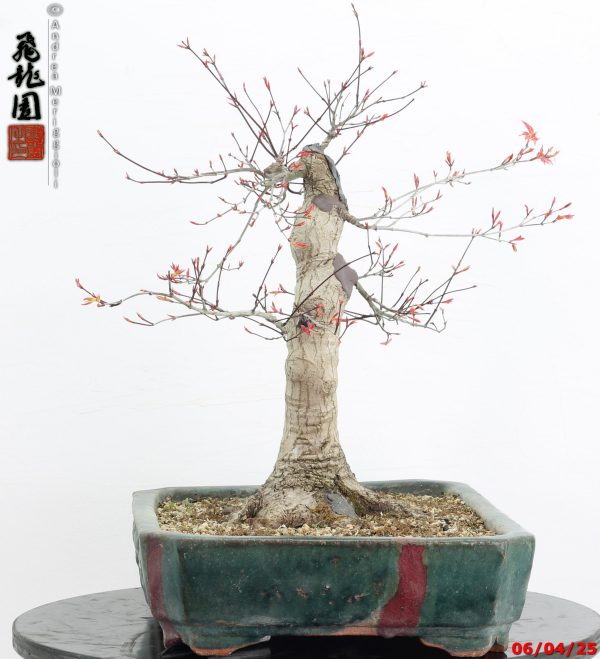 Acer palmatum deshojo - immagine 8
