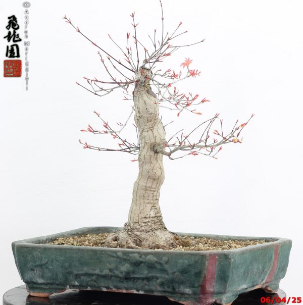 Acer palmatum deshojo - immagine 9