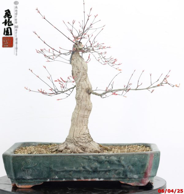 Acer palmatum deshojo - immagine 10