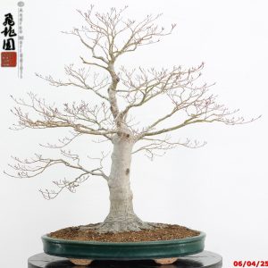 Acer palmatum