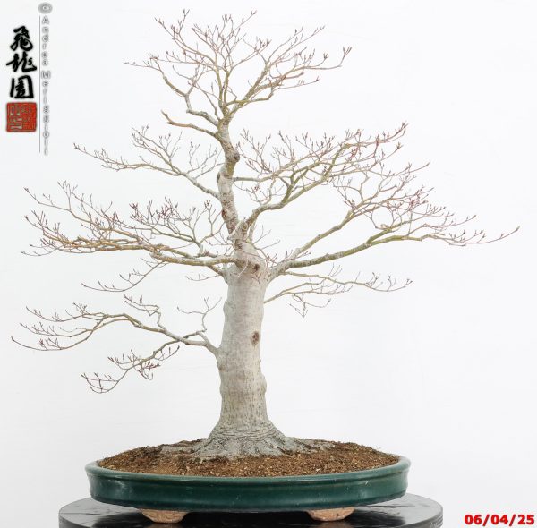 Acer palmatum