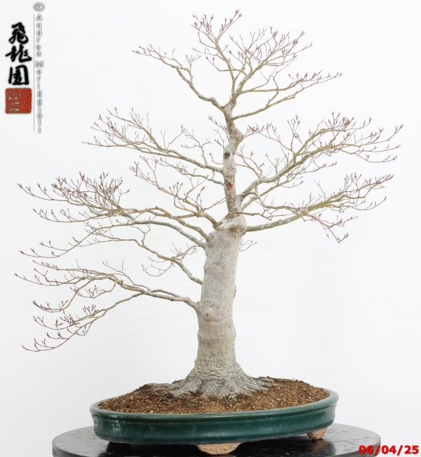 Acer palmatum - immagine 2
