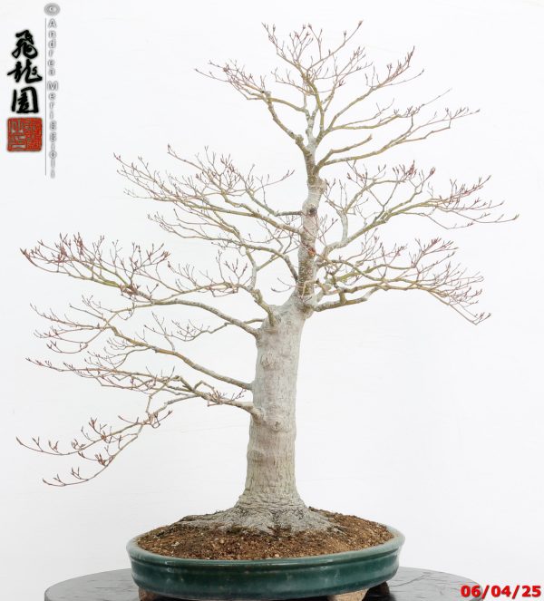 Acer palmatum - immagine 3