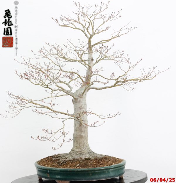 Acer palmatum - immagine 4