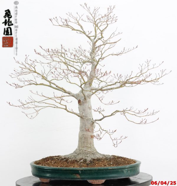 Acer palmatum - immagine 5