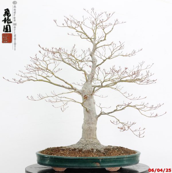 Acer palmatum - immagine 6